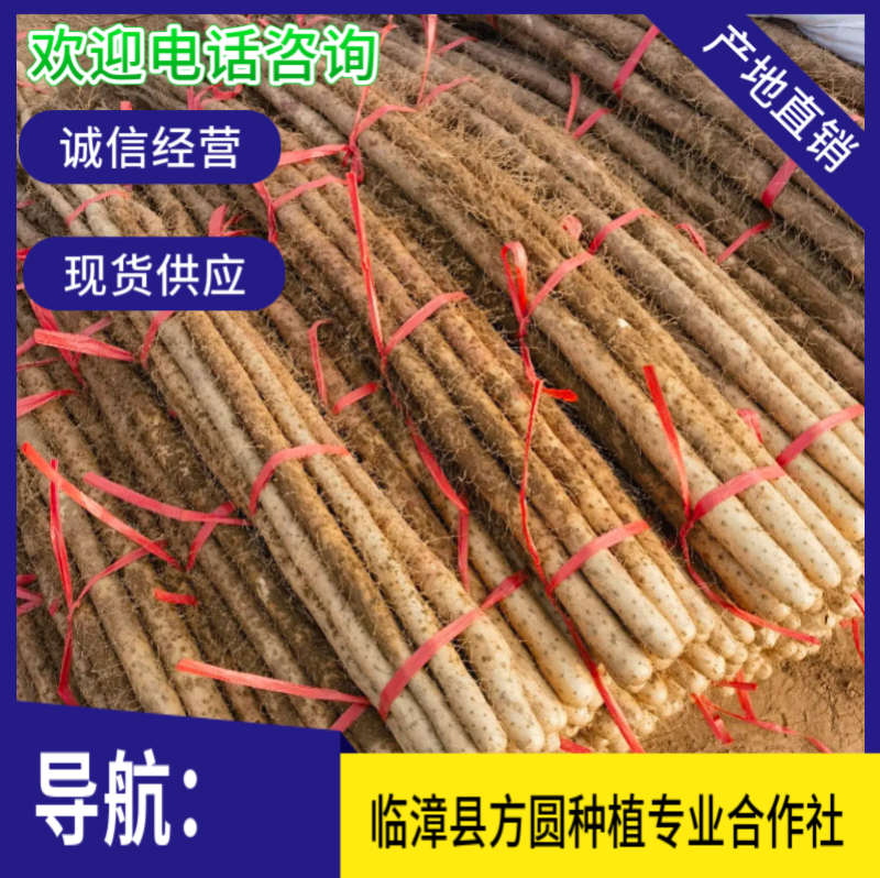 【实力】电商供应链河北山药铁棍山药欢迎来电咨询价格