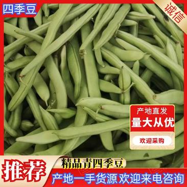 青绿紫花四季豆大量上市，可供市场与电商！