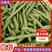 青绿紫花四季豆大量上市，可供市场与电商！