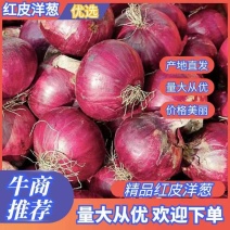 2025年河南新洋葱上市红皮洋葱/紫皮洋葱/电商、商超、
