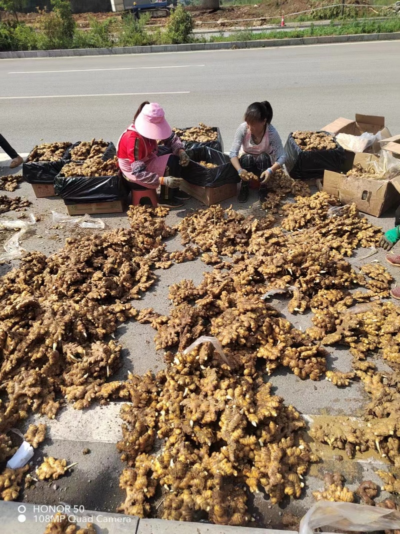 贵州生姜小黄姜二黄姜产地一手货源品质保证全国发货欢迎选购