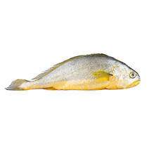 山东黄花鱼4条新鲜冷冻黄鱼生鲜水产海鲜海鱼黄鱼鲞一件