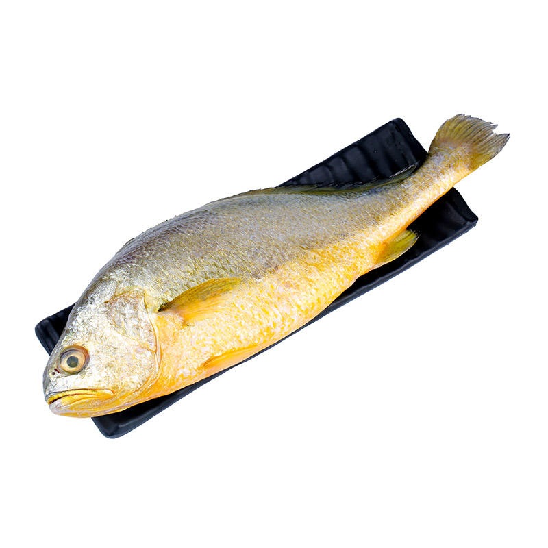 山东黄花鱼4条新鲜冷冻黄鱼生鲜水产海鲜海鱼黄鱼鲞一件代发