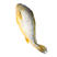 山东黄花鱼4条新鲜冷冻黄鱼生鲜水产海鲜海鱼黄鱼鲞一件代发