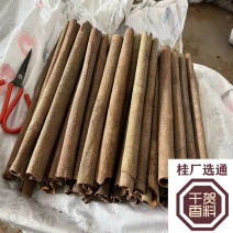 桂皮中通桂厂通防城刮皮通桂板烟桂越南紫油桂桂碎另售各种香