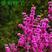 新采紫荆种子巨紫荆种子紫薇树种子紫荆花种籽庭院绿植花卉