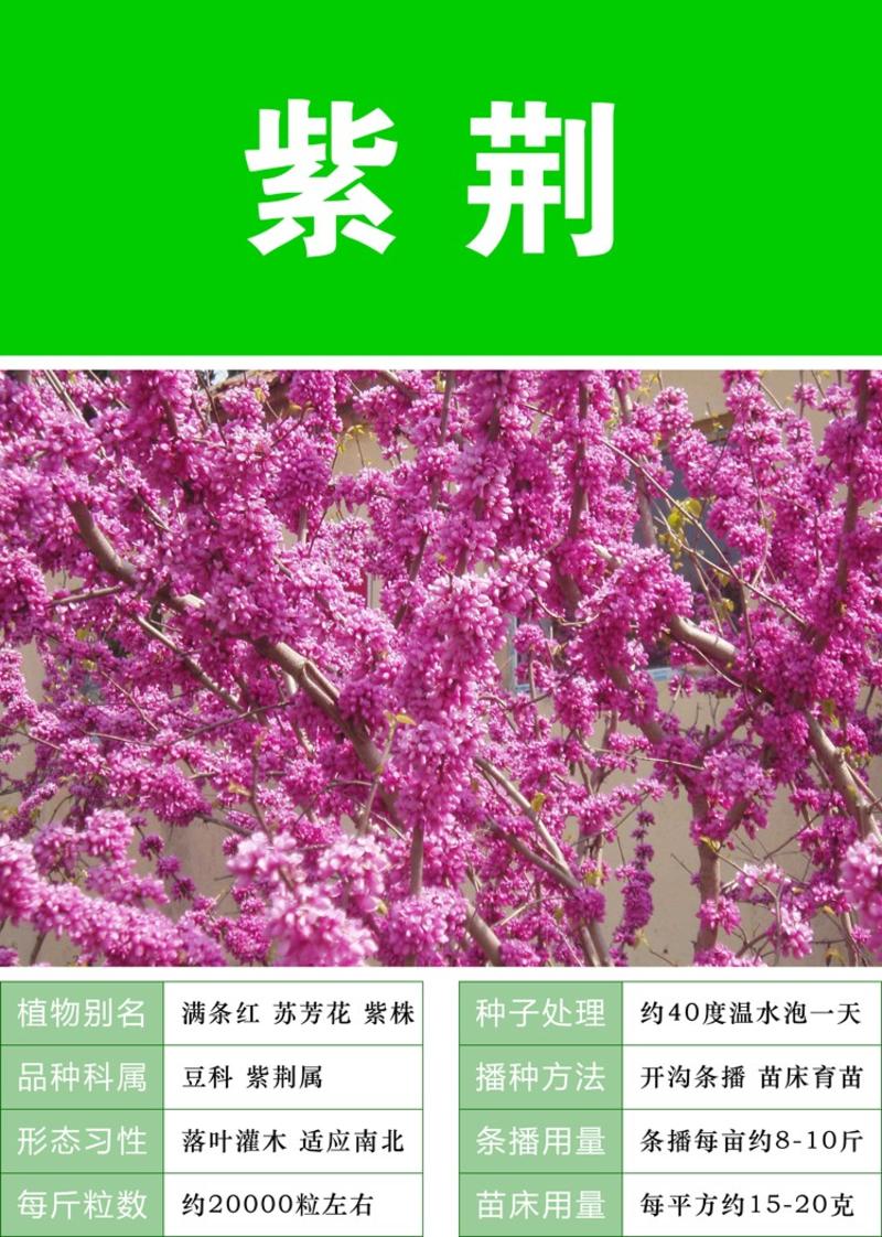 新采紫荆种子巨紫荆种子紫薇树种子紫荆花种籽庭院绿植花卉