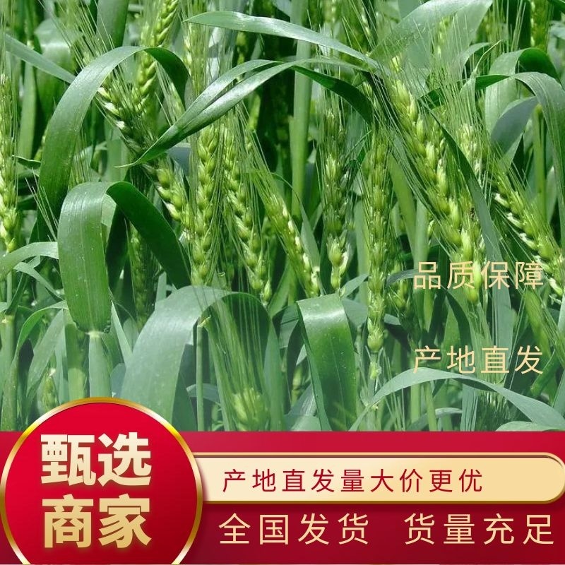 山东65公分特高产风和一号高抗高产小麦种子抗倒高抗赤霉病