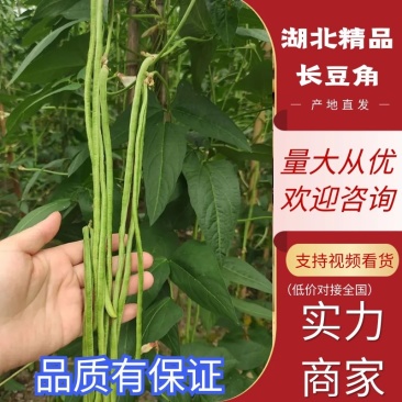 【豆角】长豆角湖北长豆角产地直发供应全国市场电商