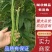 【豆角】长豆角湖北长豆角产地直发供应全国市场电商
