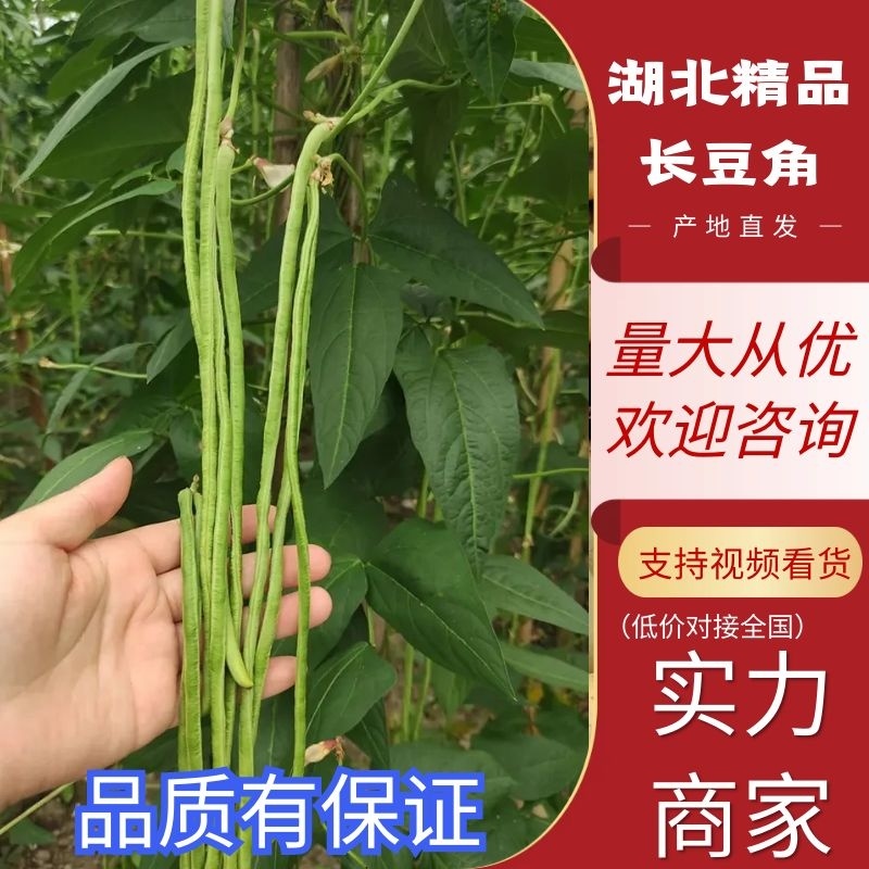 【豆角】长豆角湖北长豆角产地直发供应全国市场电商