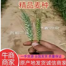 大穗高抗高产小麦种，抗倒伏亩产1600斤左右