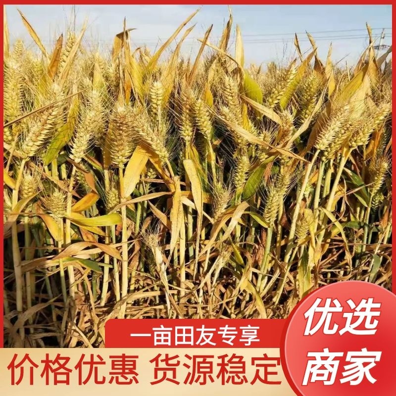 山东风和二高产超大穗小麦种子厂家发货对接视频看货