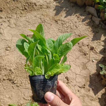 毛地黄种植批发基地