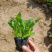 毛地黄种植批发基地