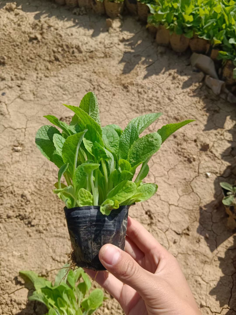 毛地黄种植批发基地