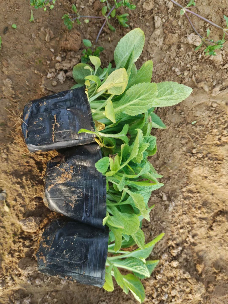 毛地黄种植批发基地
