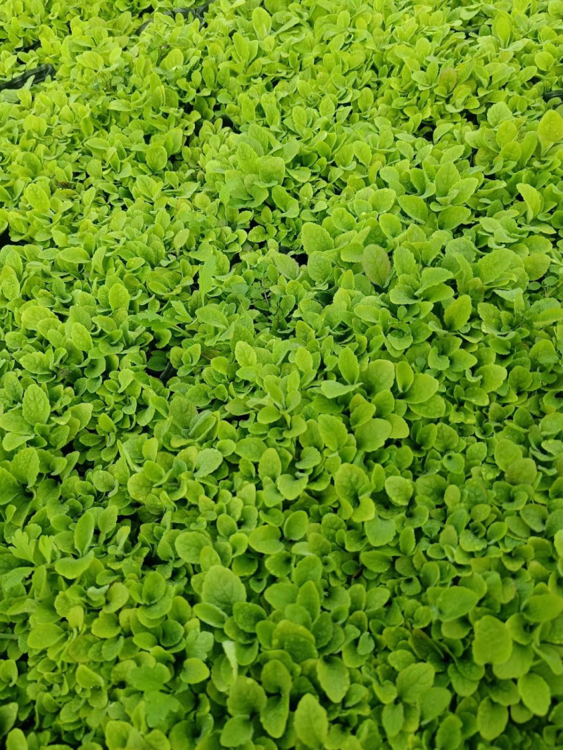 毛地黄种植批发基地