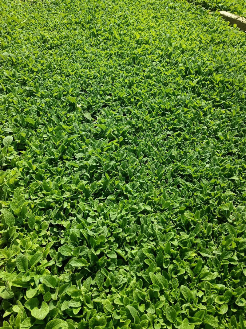 毛地黄种植批发基地