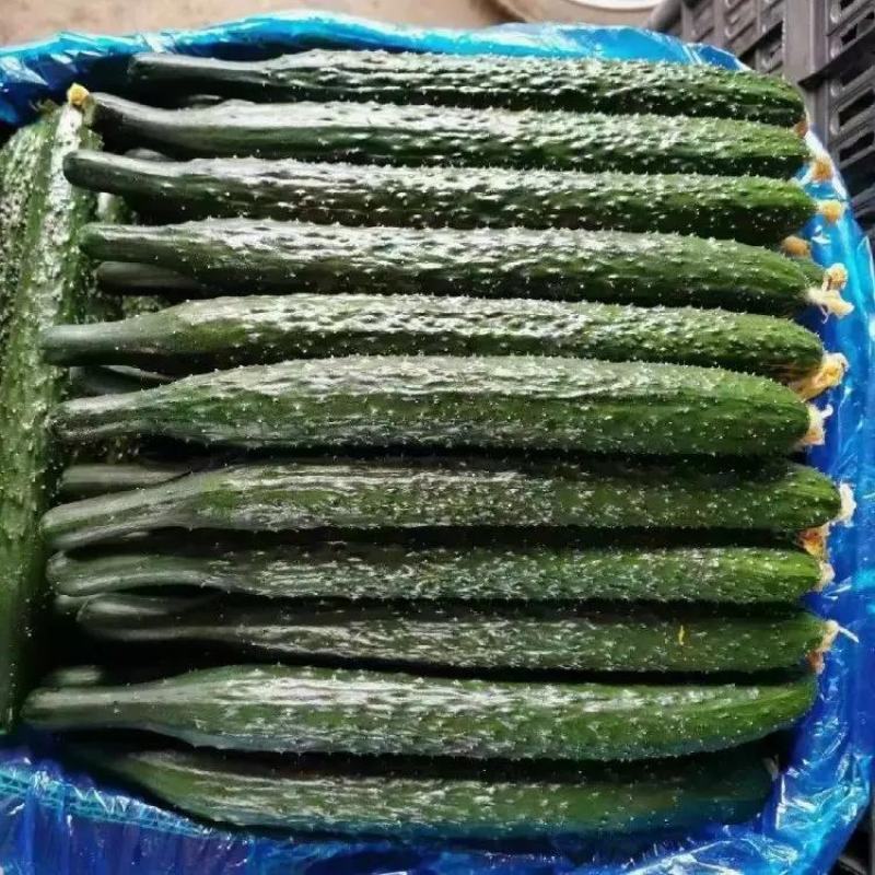 【密刺黄瓜】河南精品黄大量有货产地现摘现发品质保证
