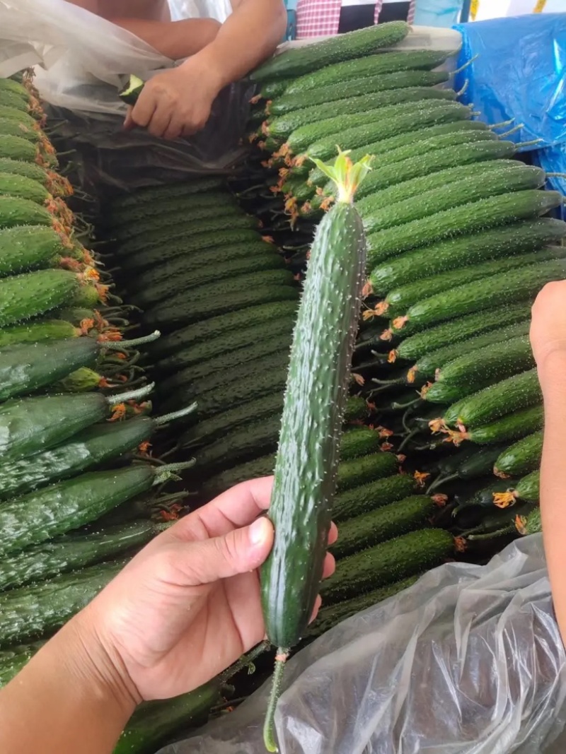 【密刺黄瓜】河南精品黄大量有货产地现摘现发品质保证
