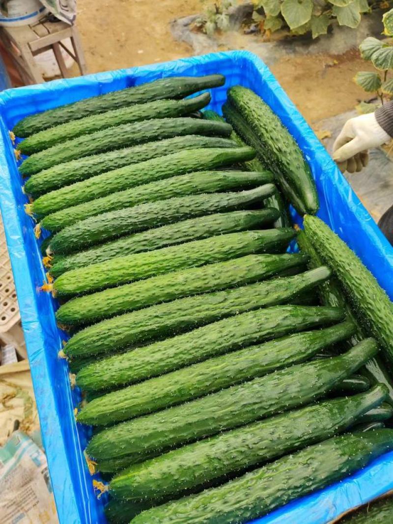 【密刺黄瓜】河南精品黄大量有货产地现摘现发品质保证