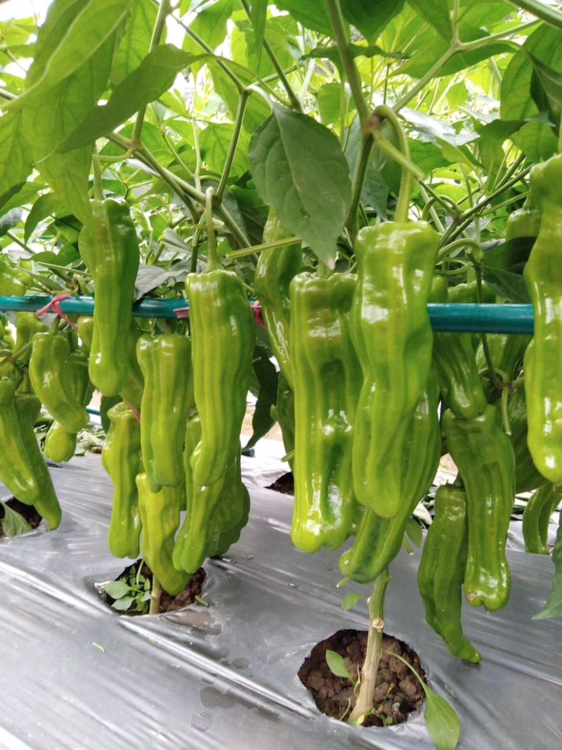 新鲜薄皮鲜辣椒301辣椒线椒万亩基地直发质量保证现摘现发