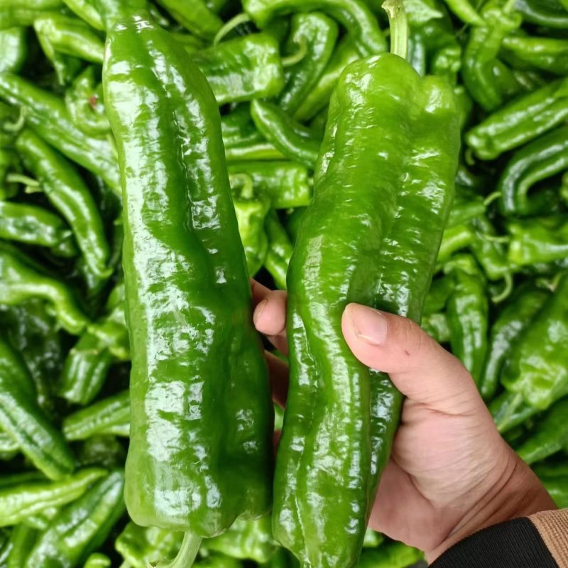 新鲜薄皮鲜辣椒301辣椒线椒万亩基地直发质量保证现摘现发