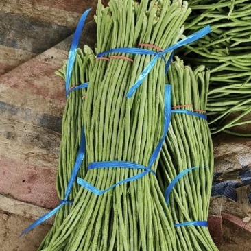 “精品长豆角”现货上市货源充足保质保量诚信经营专业代收