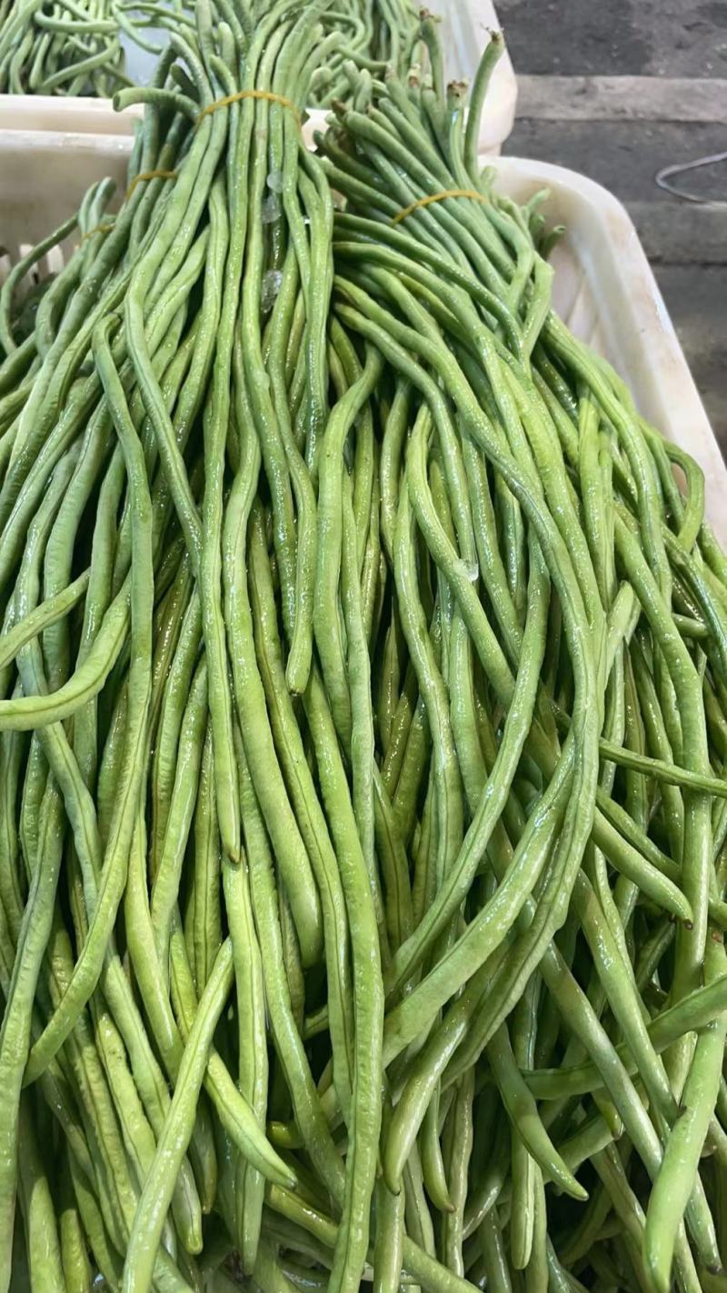 “精品长豆角”现货上市货源充足保质保量诚信经营专业代收