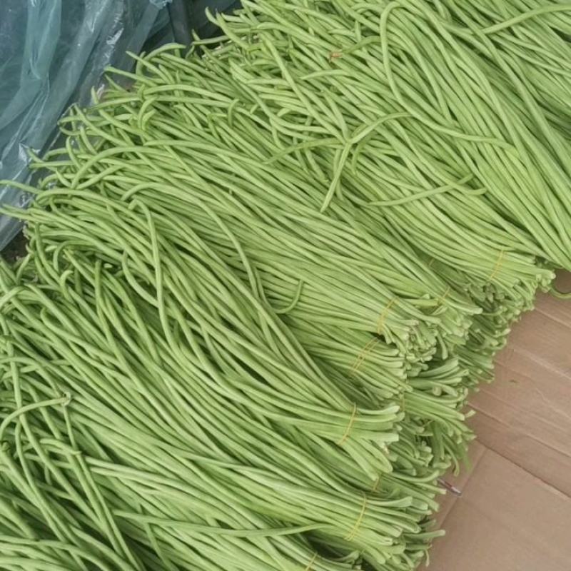“精品长豆角”现货上市货源充足保质保量诚信经营专业代收