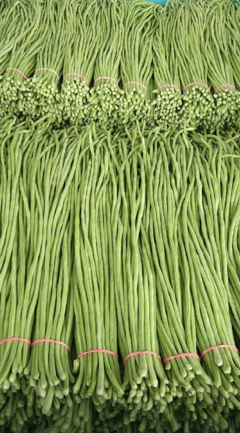 “精品长豆角”现货上市货源充足保质保量诚信经营专业代收