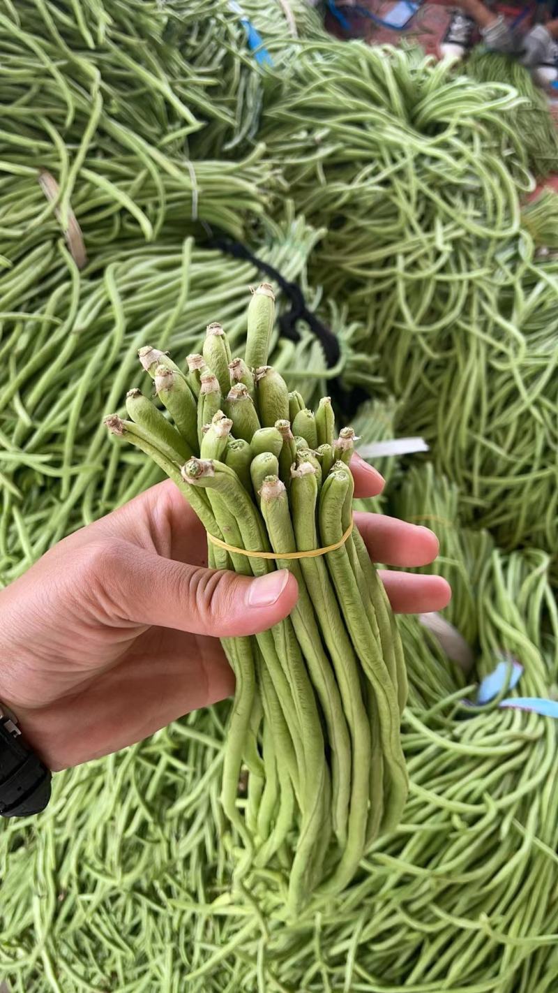 “精品长豆角”现货上市货源充足保质保量诚信经营专业代收