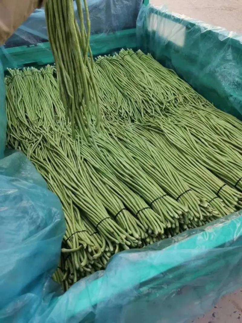 “精品长豆角”现货上市货源充足保质保量诚信经营专业代收