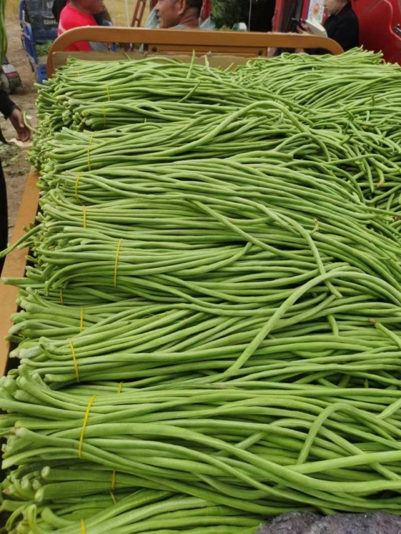 “精品长豆角”现货上市货源充足保质保量诚信经营专业代收