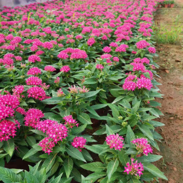 繁星花批发基地