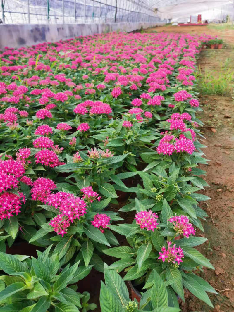 繁星花批发基地
