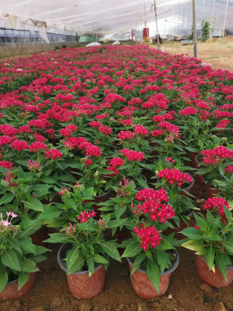 繁星花批发基地