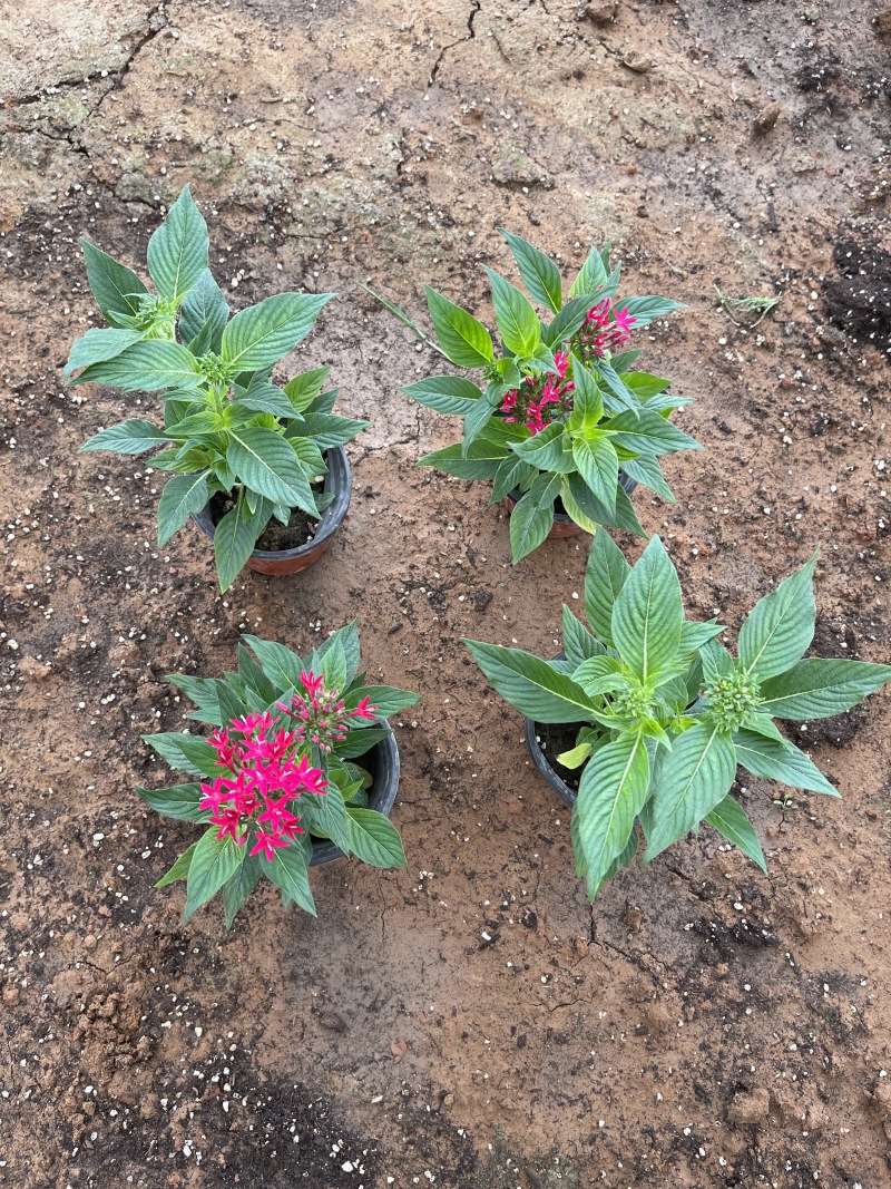 繁星花批发基地
