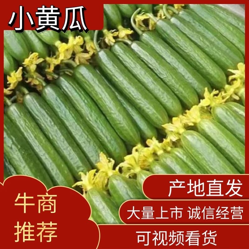 水果黄瓜山东寿光黄瓜货源充足蔬菜产地长年供应量大优惠