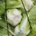 湖北恩施高山黄心白菜产地直销质量保障欢迎订购