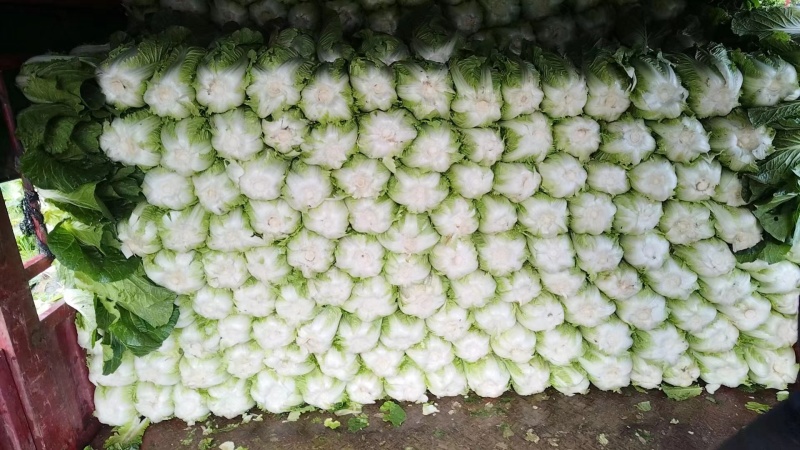 湖北恩施高山黄心白菜产地直销质量保障欢迎订购