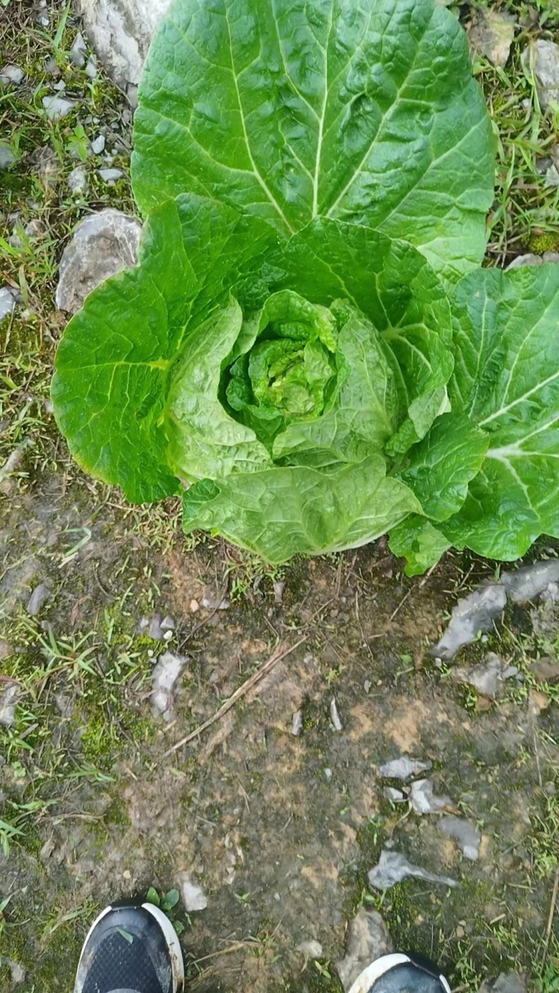 湖北恩施高山黄心白菜产地直销质量保障欢迎订购