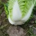 湖北恩施高山黄心白菜产地直销质量保障欢迎订购