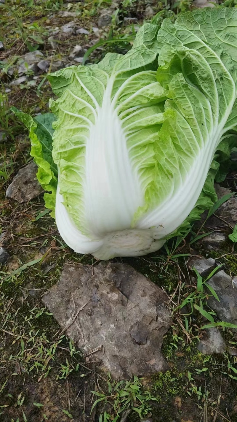 湖北恩施高山黄心白菜产地直销质量保障欢迎订购