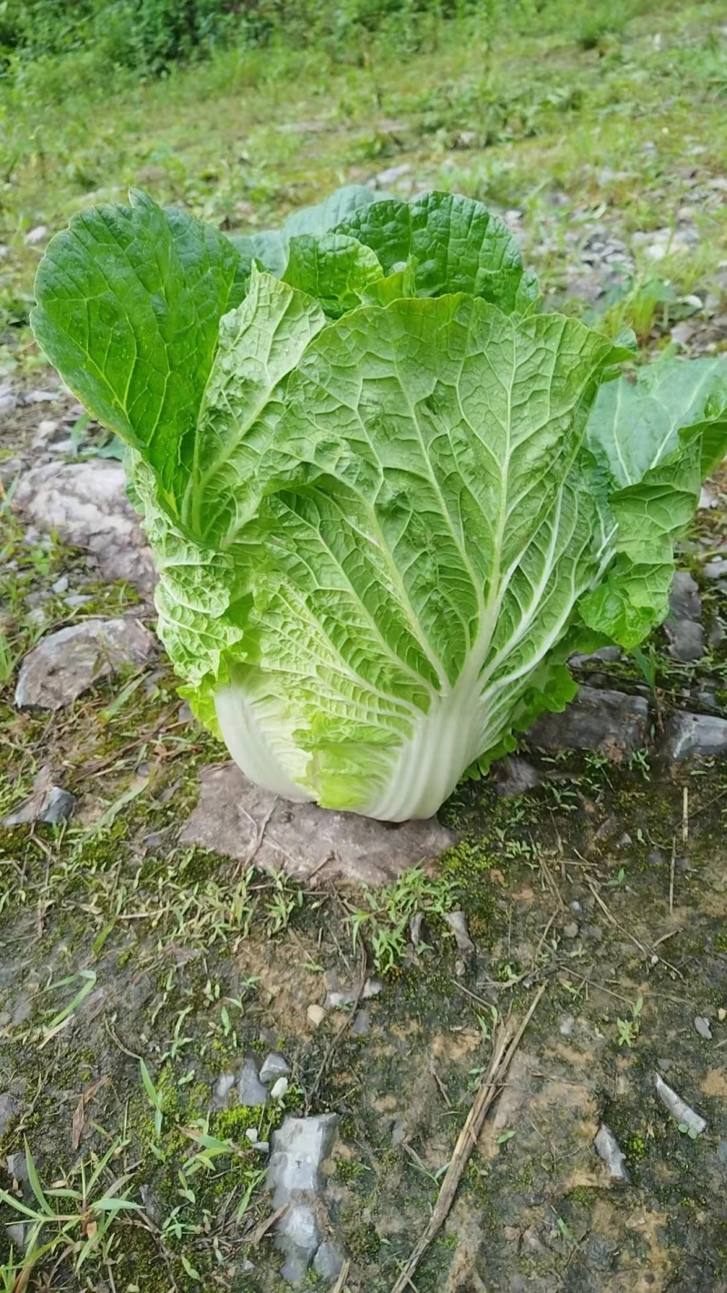 湖北恩施高山黄心白菜产地直销质量保障欢迎订购