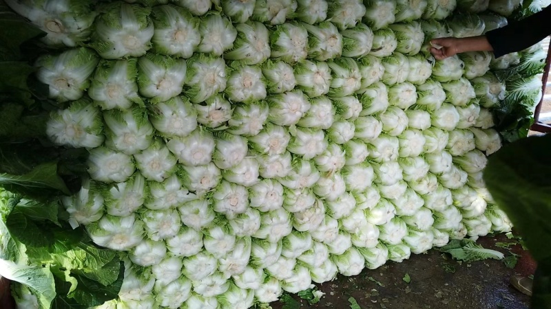 湖北恩施高山黄心白菜产地直销质量保障欢迎订购