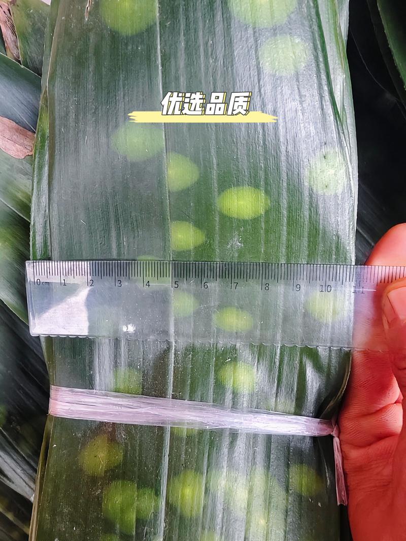 一叶兰粽叶产地现采现发质量保证可视频看货