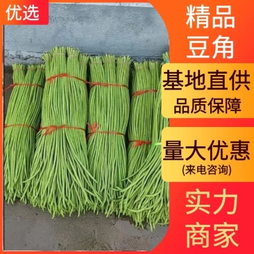 精品豆角湖北长豆角大量上市产地直供量大优惠来电咨询