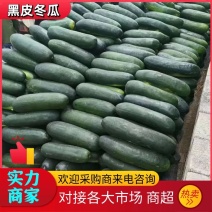 【冬瓜】山东黑皮冬瓜大量供应品质保证低价对接全国市场